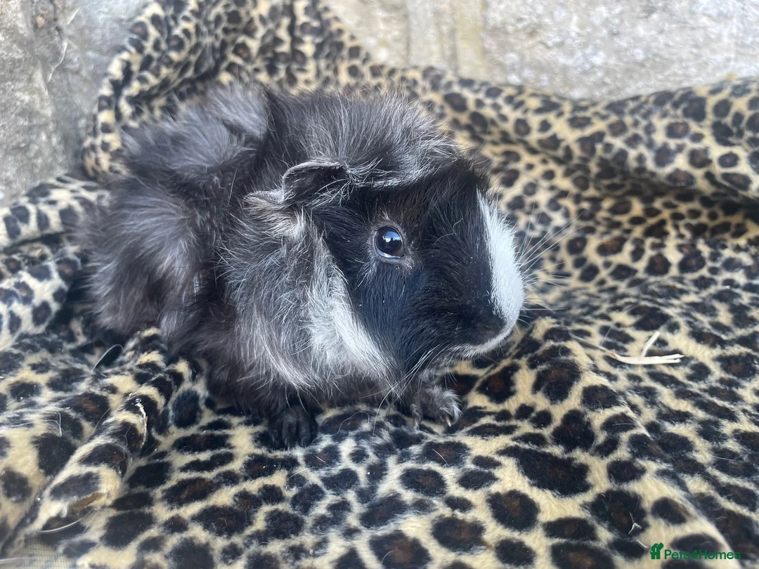 Guinea Pig rodents for sale: Tufty baby boars for sale - Advert 2