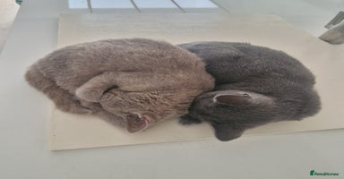 British Shorthair cats - Advert 7