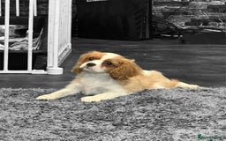 Cavalier King Charles Spaniel dogs for sale: 💫 DNA CLEAR CAVALIER KING CHARLES PUPPIES 💫  - Image 6