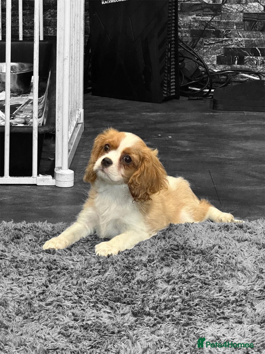 Cavalier King Charles Spaniel dogs for sale: 💫 DNA CLEAR CAVALIER KING CHARLES PUPPIES 💫  - Image 6
