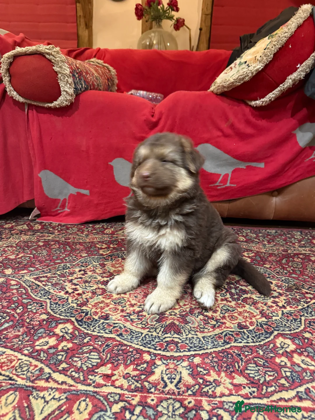 German Shepherd dogs for sale: KC reg health tested parents  - Advert 18