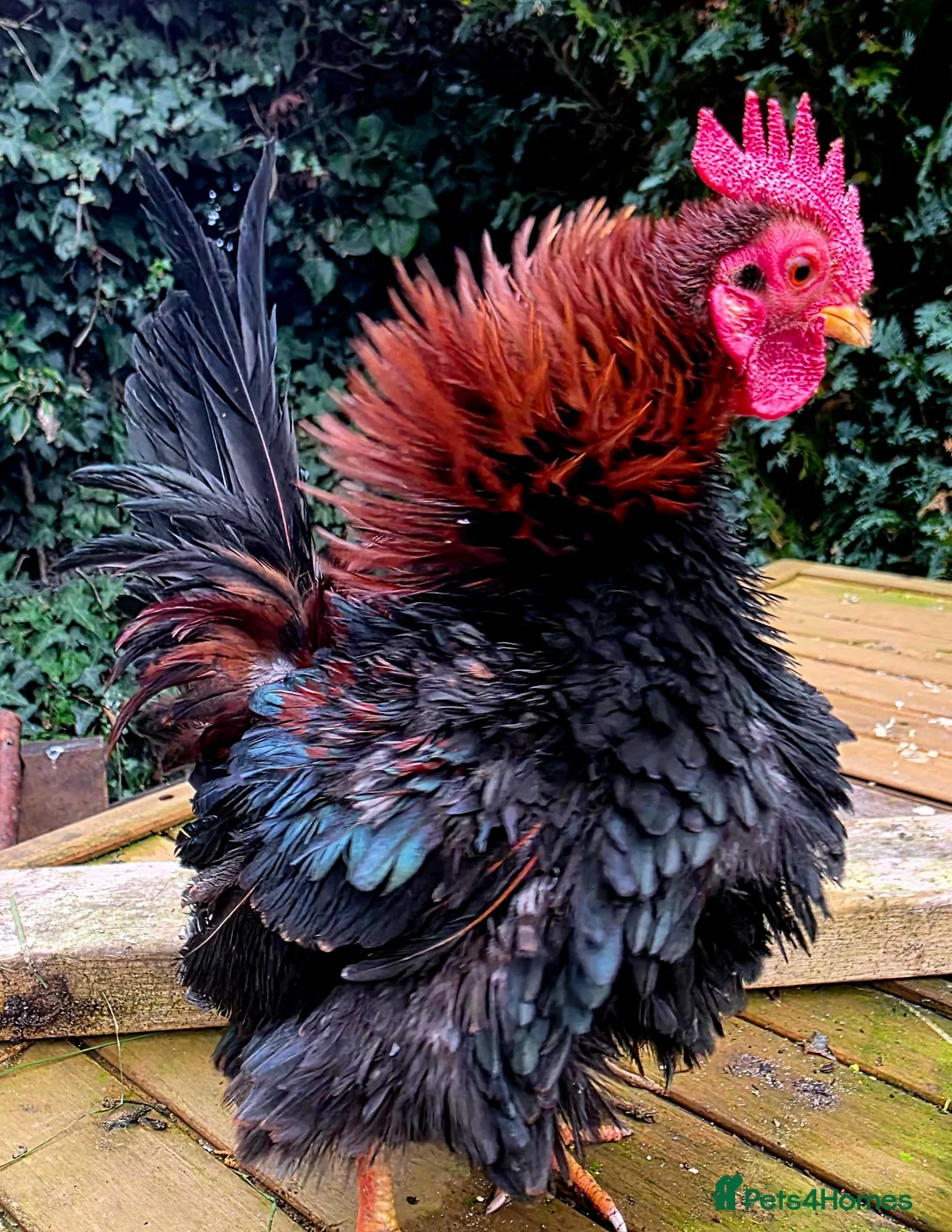 Chickens poultry for sale: Male Frizzle Serama  in Lincoln - Advert 3