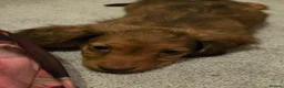 Miniature Dachshund dogs for sale: Beautiful shaded red boy - Advert 6