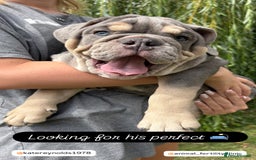 English Bulldog dogs for sale: English Bulldog pups - Image 7