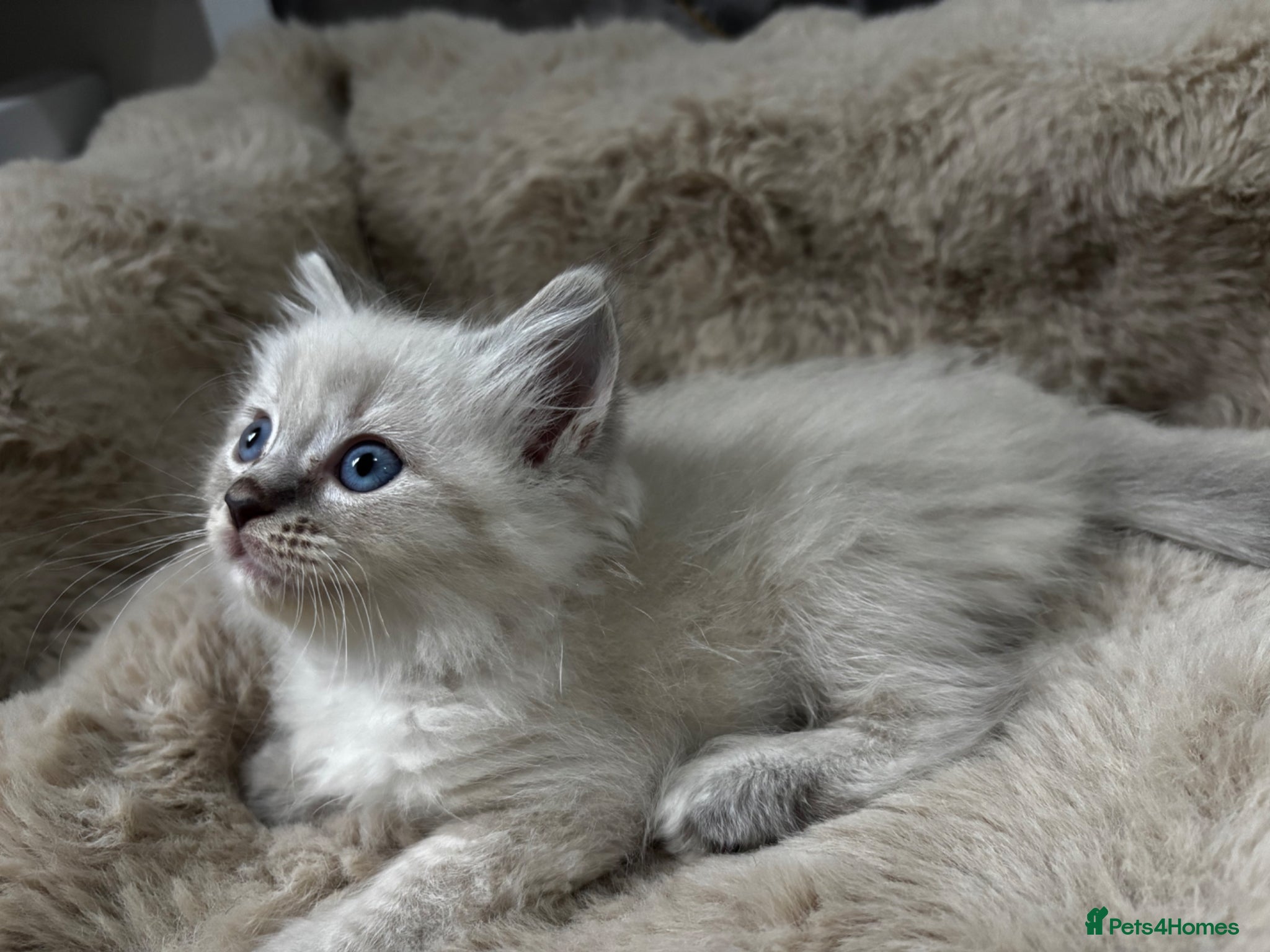 Ragdoll cats Gorgeous ragdoll kittens  - Advert 3