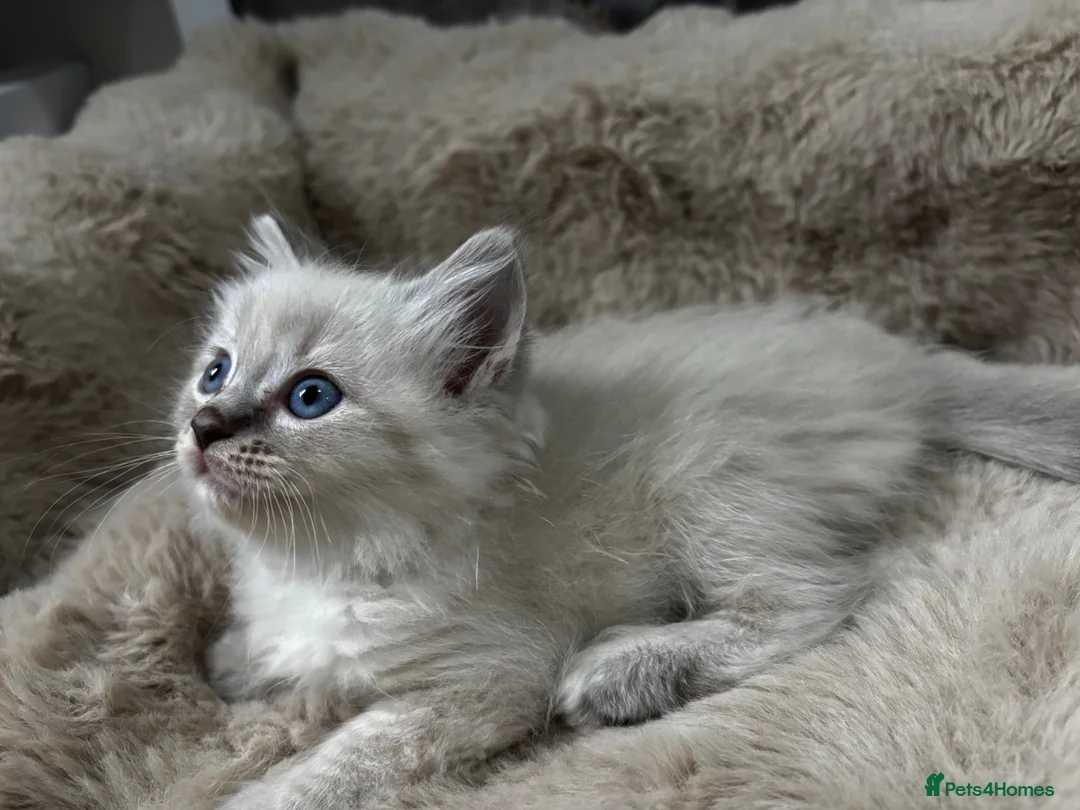 Ragdoll cats for sale: READY Sunday cute full ragdoll kittens 2 left - Advert 1