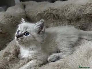 Ragdoll cats Gorgeous ragdoll kittens - Advert 3