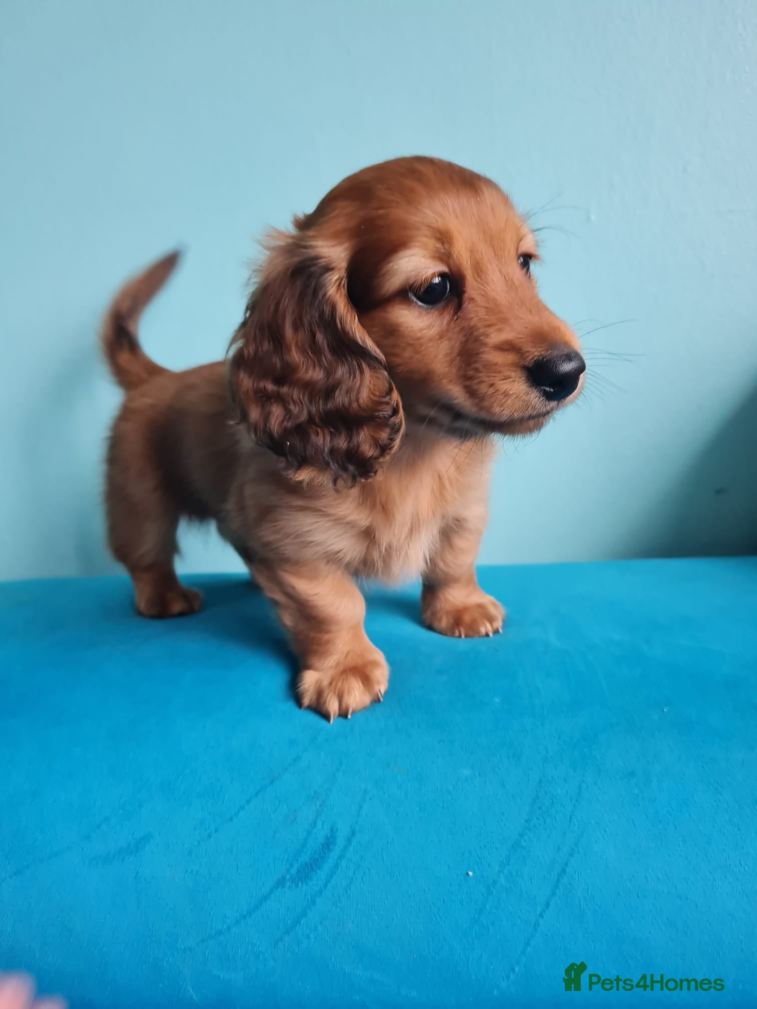Miniature Dachshund dogs Lh Miniature Dachshund Puppies,championsblood line - Advert 5