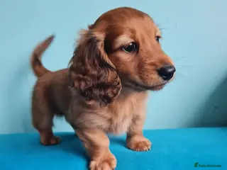 Miniature Dachshund dogs Lh Miniature Dachshund Puppies,championsblood line - Advert 11