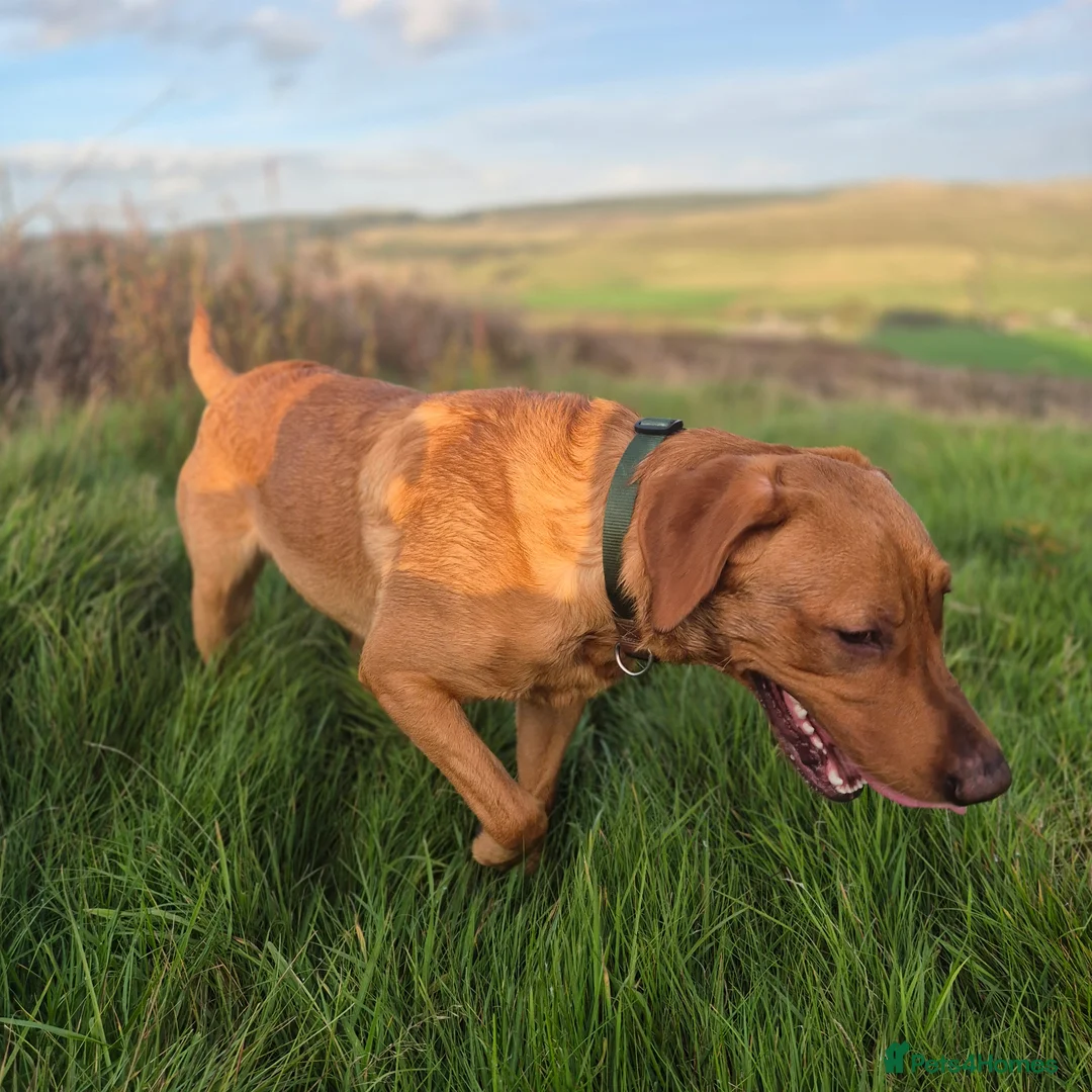 Labrador Retriever dogs for stud: Fully Health Tested Red Fox Lab Stud - Advert 14