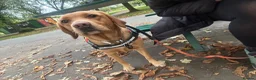 Labrador Retriever dogs for sale: Beautiful Red Fox Labrador Retriever Puppies - Advert 10