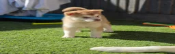 Alaskan Malamute dogs for sale: 1 Remaining Beautiful Alaskan Malamute Puppy - Advert 8