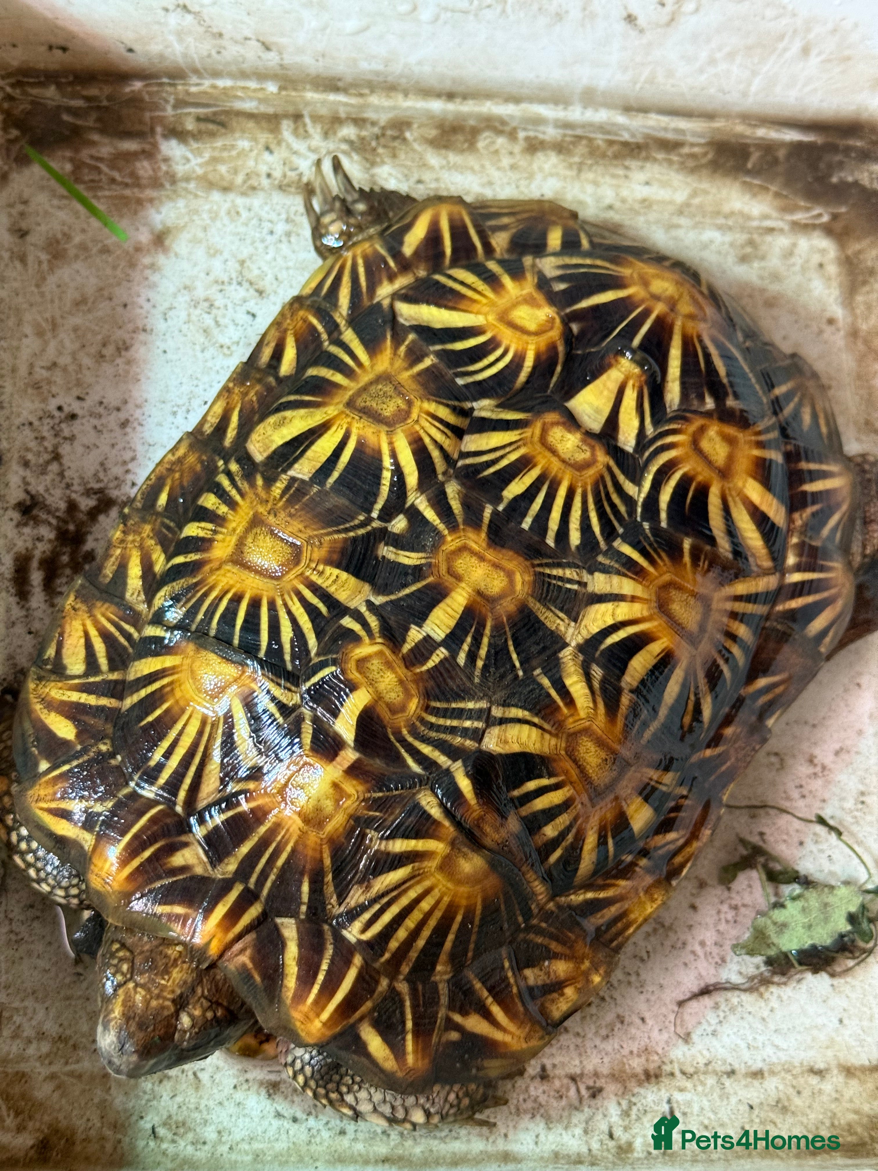 Tortoise reptiles CB male pancake tortoise - Advert 10