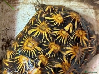 Tortoise reptiles CB male pancake tortoise - Advert 1