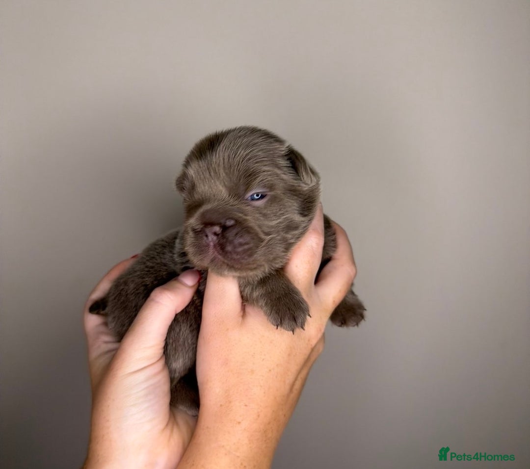 French Bulldog dogs for sale: French bulldog  - Advert 5