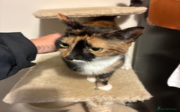 Mixed Breed cats for sale: 3 kittens  - Image 7