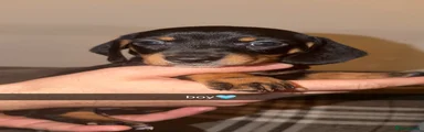 Dachshund 1