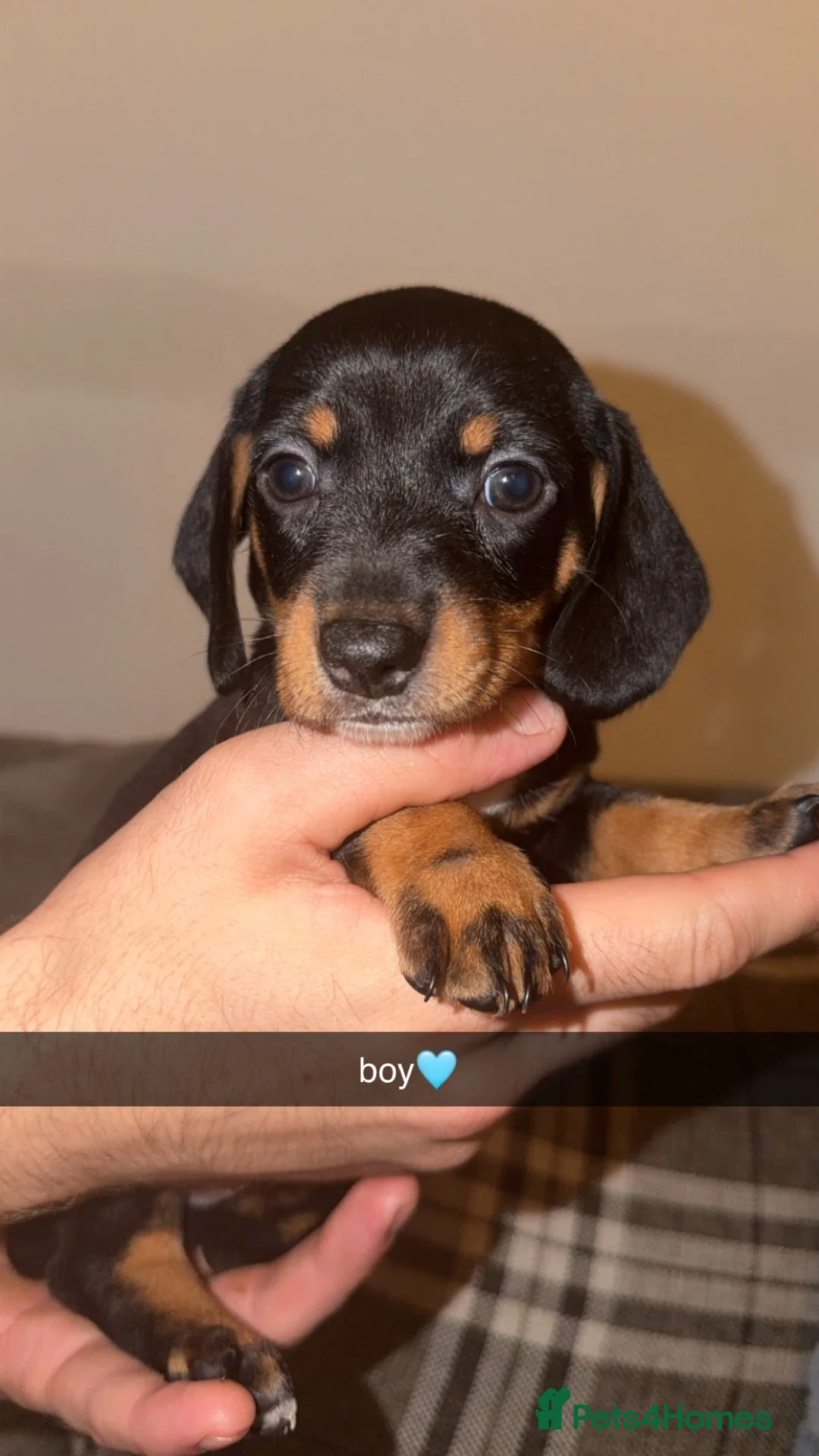 Dachshund dogs for sale: Dachshund puppies for sale❤️ in Colne - Advert 2