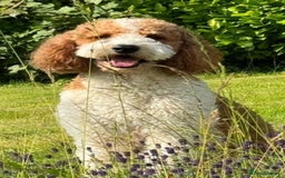 Mixed Breed dogs for sale: Golden Sheepadoodle Pups 3 Male 5 Female - Image 10