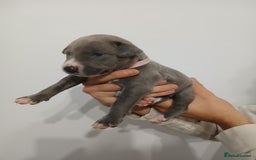 Lurcher dogs for sale: Bull Greyhound - Image 9