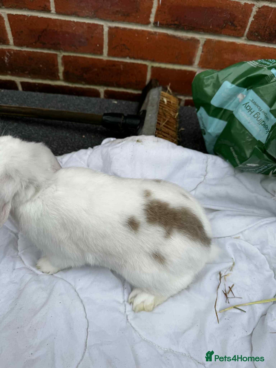 Mini Lop rabbits for sale: 2 female mini lops - Advert 2
