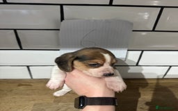 Beagle dogs for sale: Beautiful beagle puppies  - Advert 25