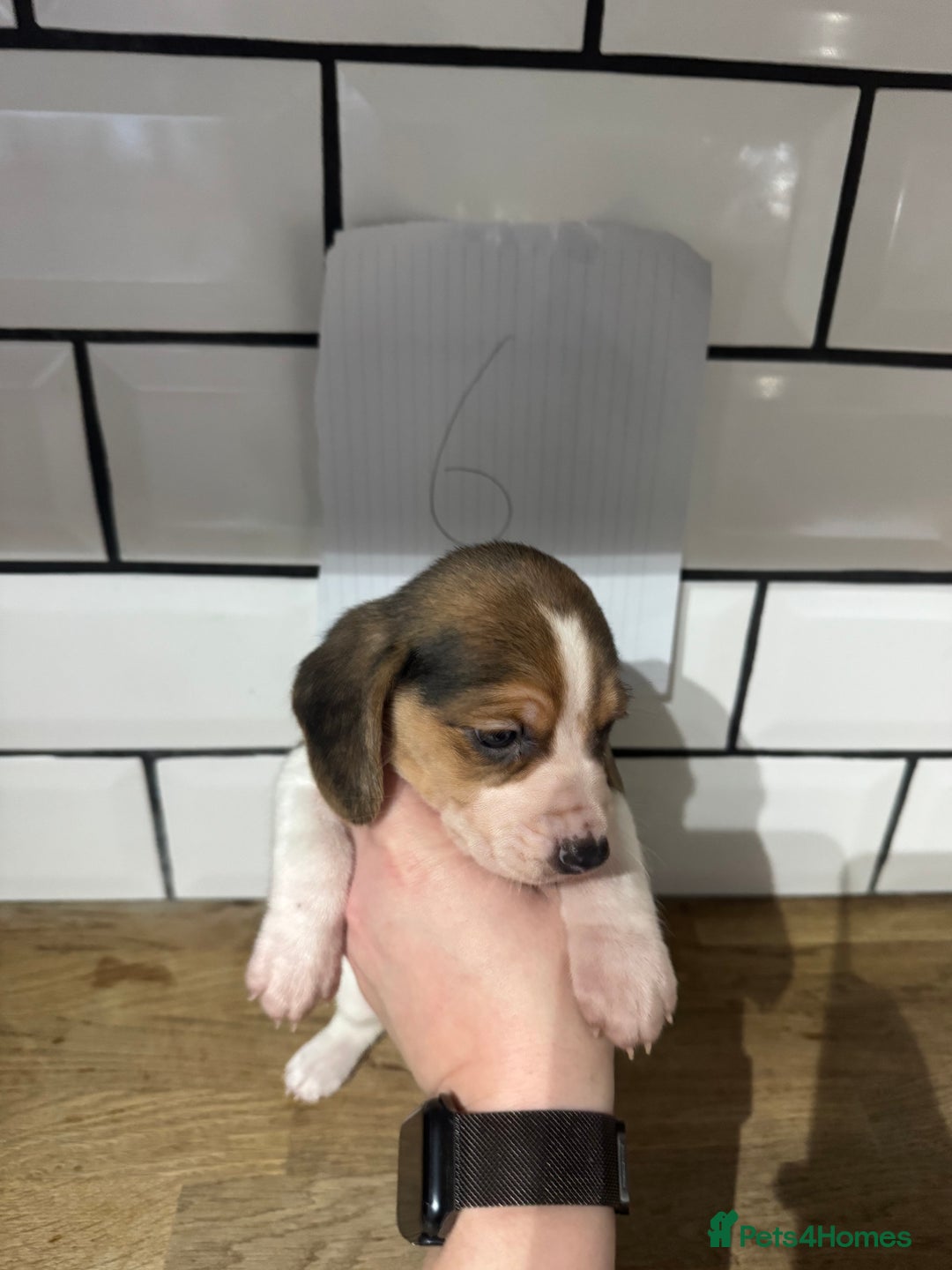 Beagle dogs for sale: Beautiful beagle puppies  - Advert 25