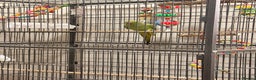 Ringnecks birds for sale: Untamed Indian Ringneck.  - Advert 3