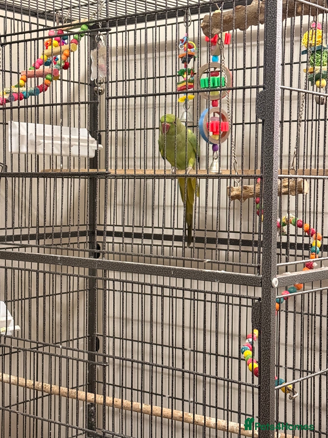 Ringnecks birds for sale: Untamed Indian Ringneck.  - Advert 3