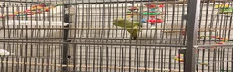Ringnecks birds for sale: Untamed Indian Ringneck.  - Advert 3