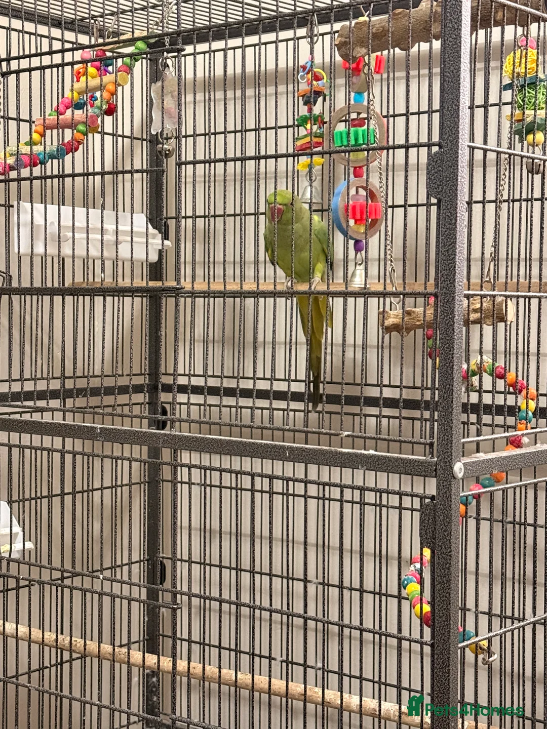 Ringnecks birds for sale: Untamed Indian Ringneck.  - Advert 3