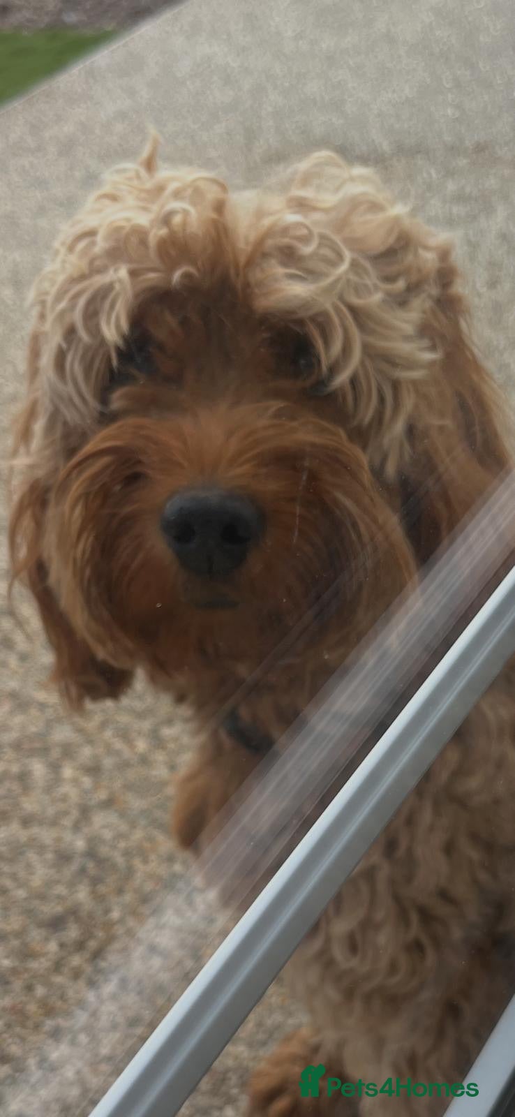 Cavapoo dogs Cavapoo puppies  - Advert 2
