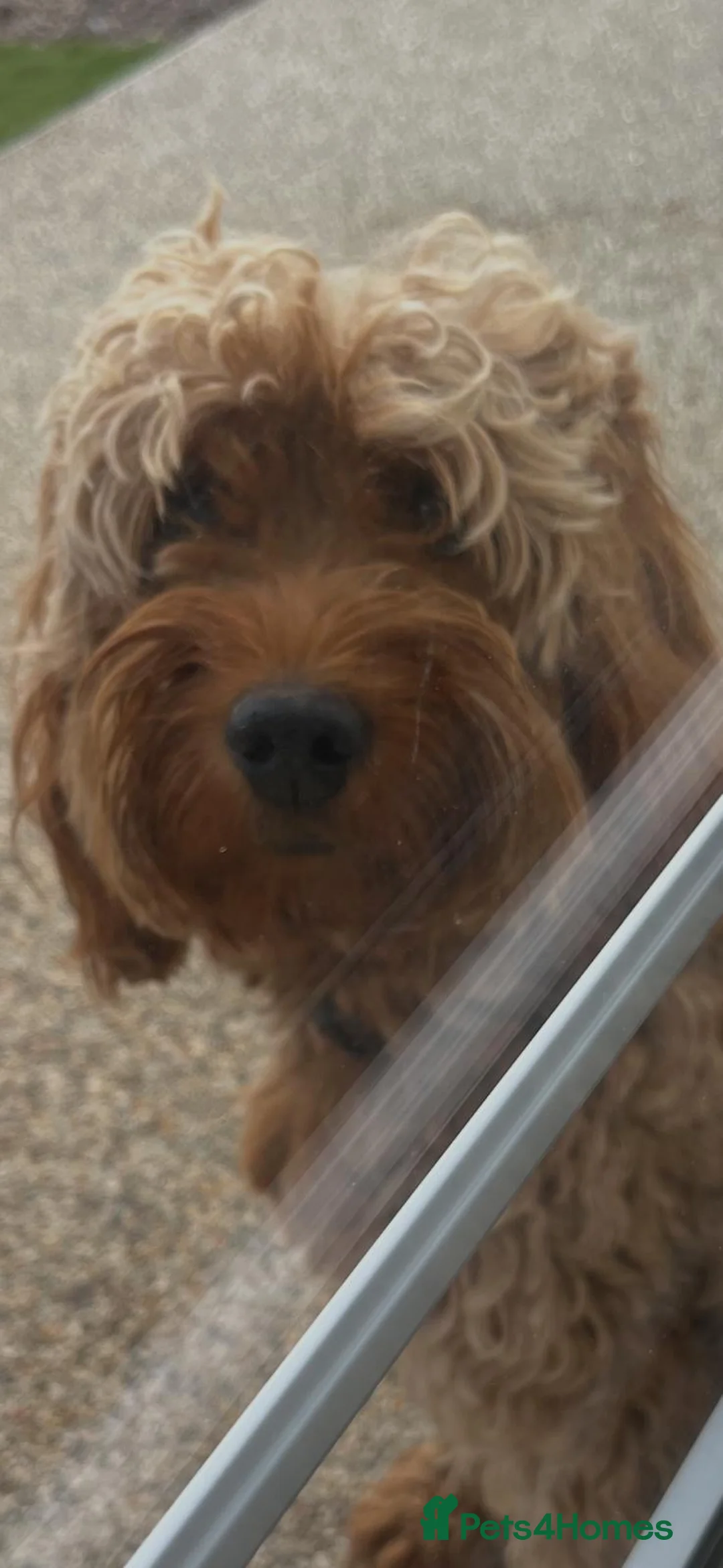 Cavapoo dogs for sale: Cavapoo puppies  - Advert 2