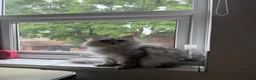 Persian cats for sale: 18 month Persian male  - Advert 2
