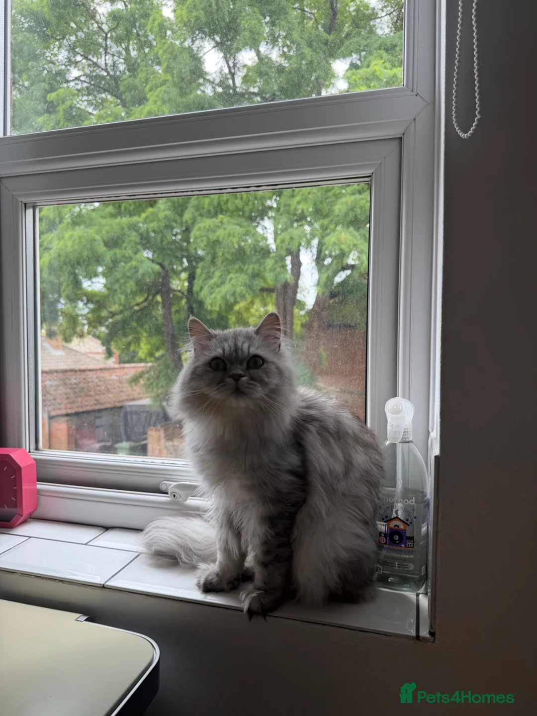 Persian cats for sale: 18 month Persian male  - Advert 2