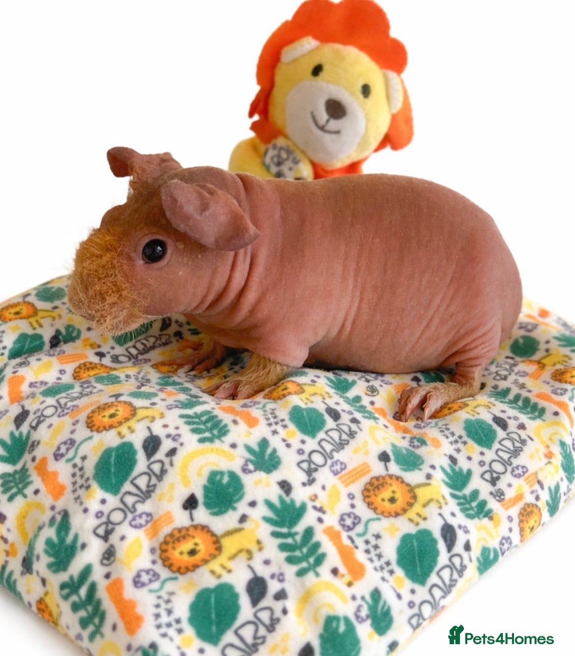 Guinea Pig rodents 🐹✨ Skinny Pigs & Werewolf Guinea Pigs ✨🐹 - Advert 17