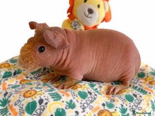 Guinea Pig rodents 🐹✨ Skinny Pigs & Werewolf Guinea Pigs ✨🐹 - Advert 17