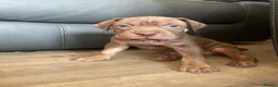 Bandog dogs for sale: Bandog x Bulldog puppies in Watford - Advert 19