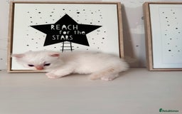 Ragdoll cats for sale: Purebred Ragdoll Kittens - Image 5