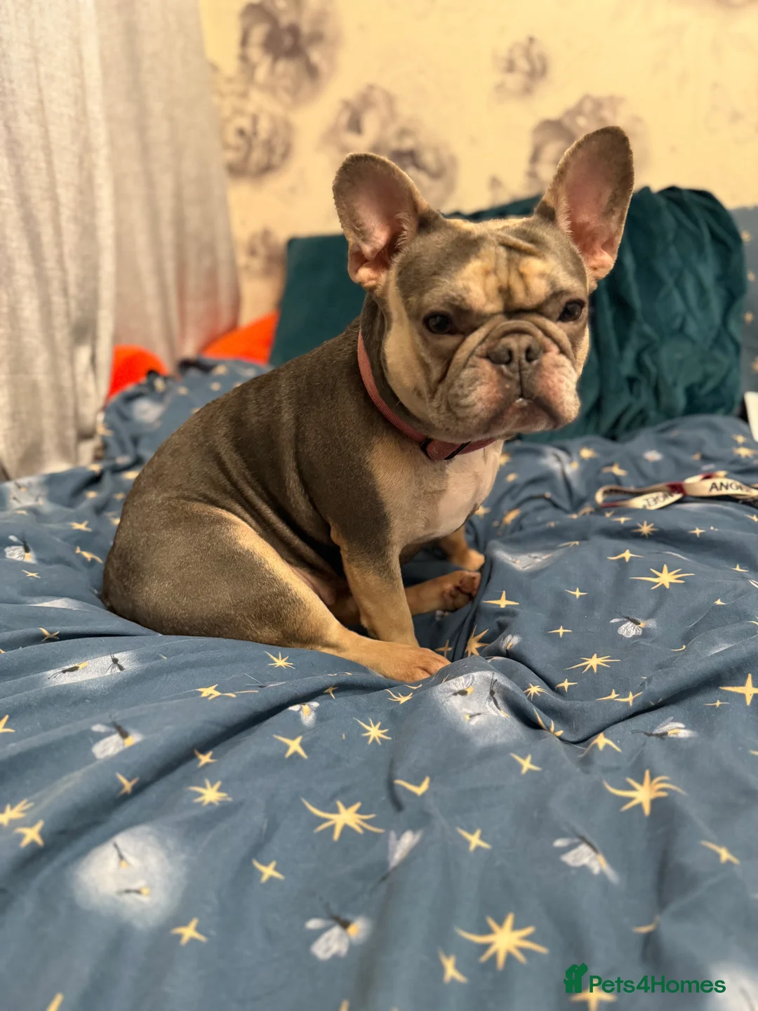 French Bulldog dogs for sale: Cream/ platinum French Bulldog puppy , ready now❤️ - Advert 29