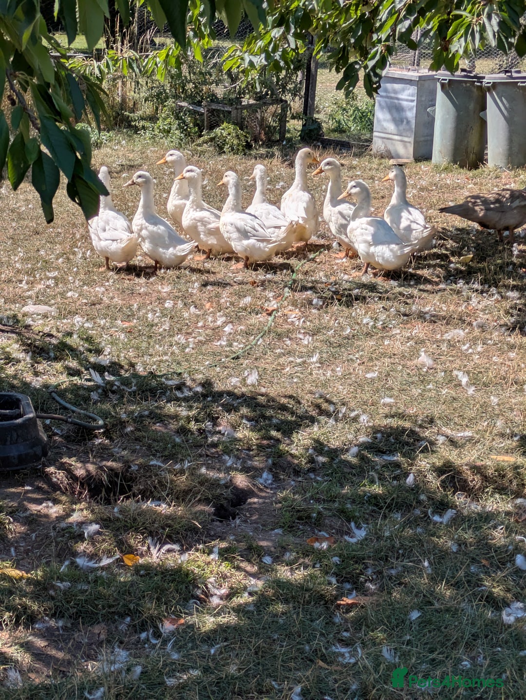 Ducks poultry for sale: Various ducklings  - Image 5