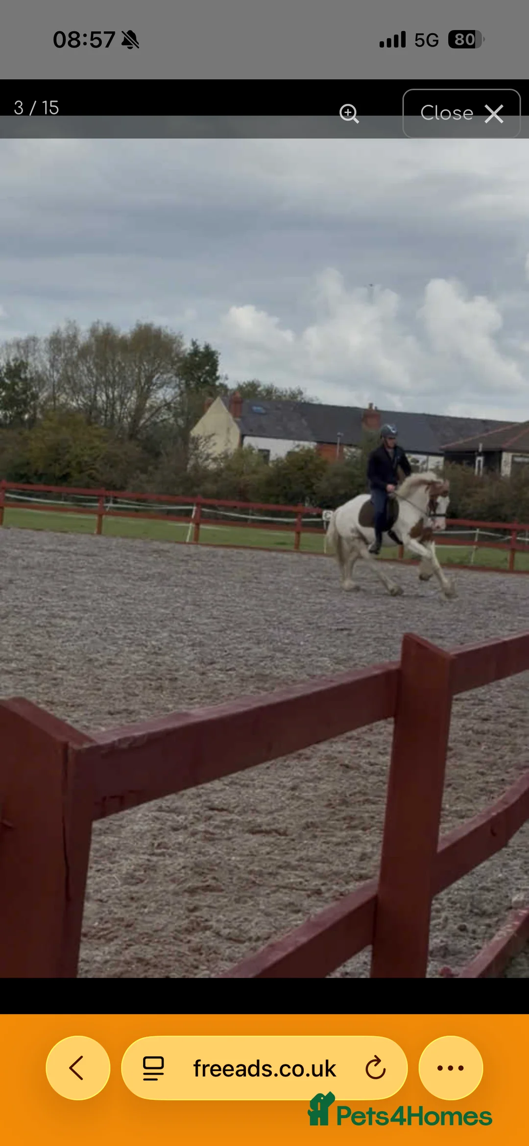 Irish Cob horses for sale: Joey 14.2 Cob  - Advert 8