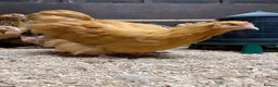 Chickens poultry for sale: Pure breed Hens & Bantams in a massive range  - Advert 7