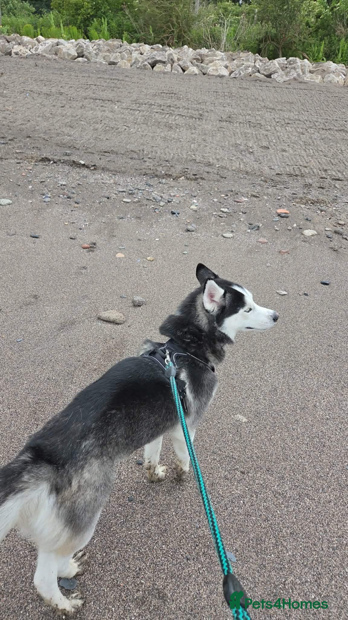 Siberian Husky dogs Phoenix - Advert 6