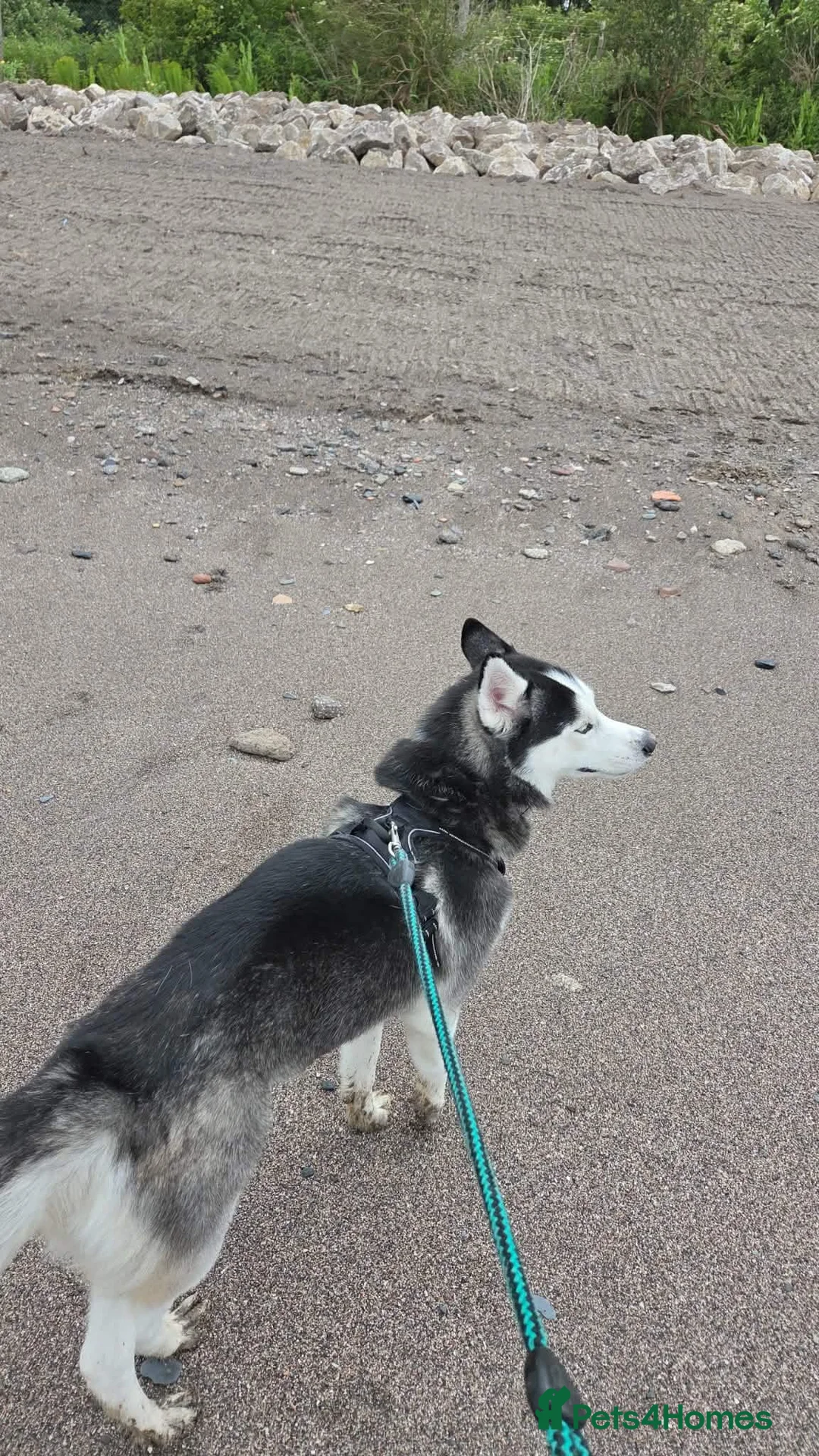 Siberian Husky dogs for sale: Phoenix - Advert 1
