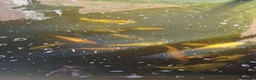 Koi Carp fish for sale: Koi carp in Preston - Advert 3
