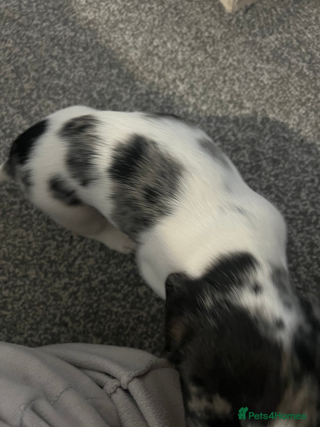 Dachshund dogs for sale: Beautiful white with grey marking  - Advert 4