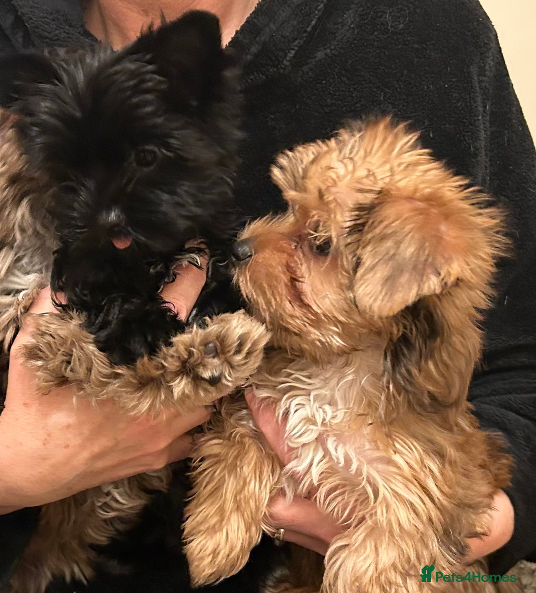 Biewer Terrier dogs for sale: Choco,black & ocean pearl Biewer Terrier - Advert 1