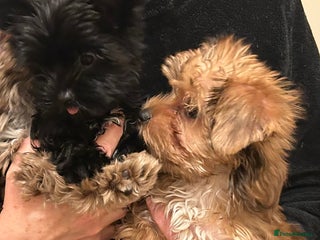 Biewer Terrier dogs Choco,black & ocean pearl Biewer Terrier - Advert 1