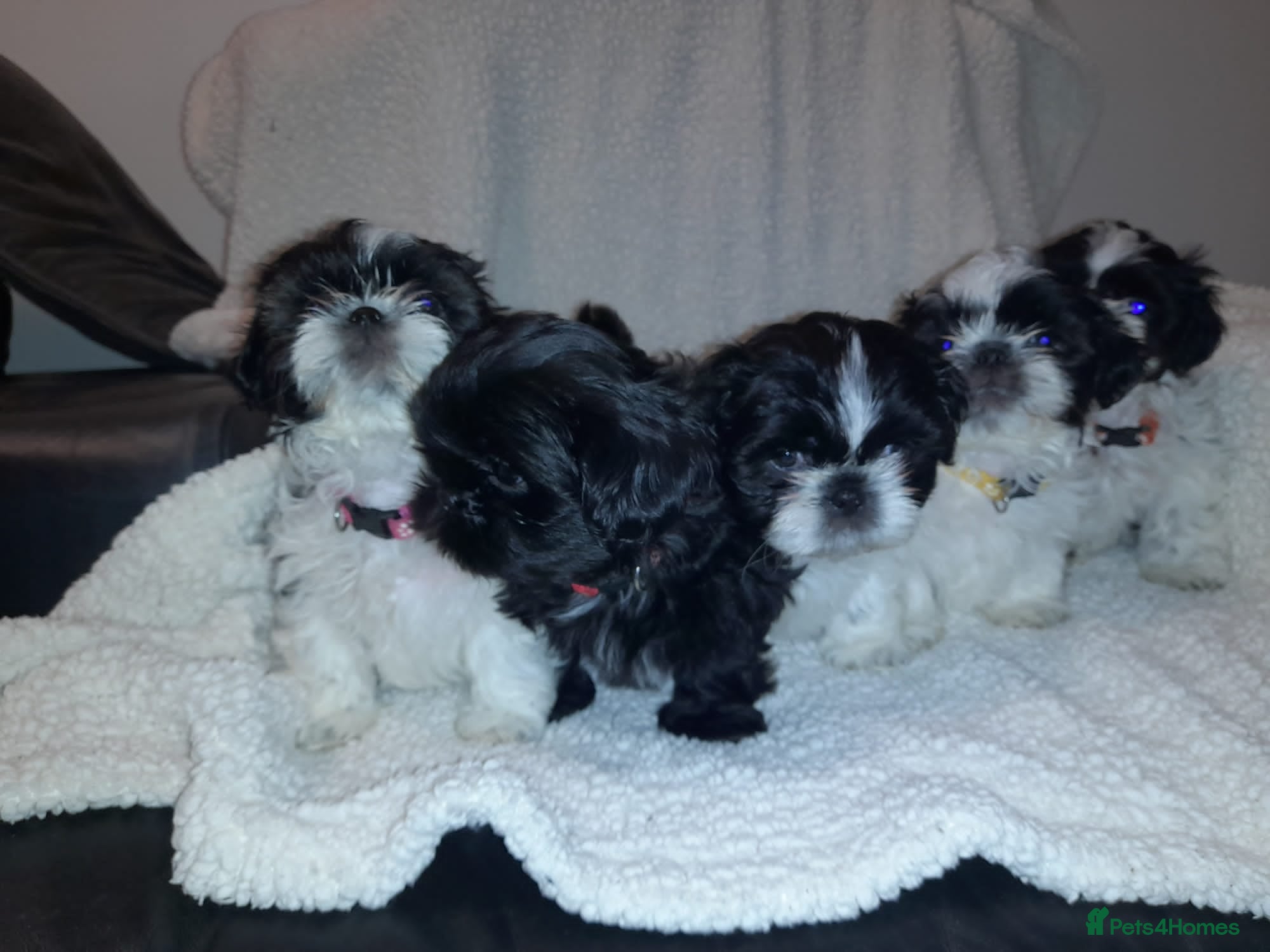 Shih Tzu dogs 7 shihtzu puppies for sale, merthyr tydfil  - Advert 3